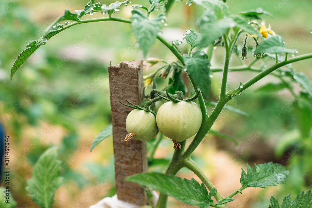 Fototapeta premium green, tomato, plant, garden, food, nature, vegetable, agriculture, tree, fruit, leaf, branch, tomatoes, fresh, healthy, natural, summer, organic, growth, grow, vine, farm, crop, growing, ripe
