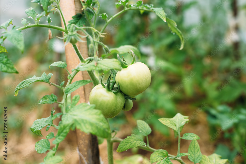 green, tomato, food, garden, plant, vegetable, nature, tomatoes, agriculture, fruit, branch, leaf, healthy, organic, fresh, apple, vine, growth, vegetables, summer, tree, grow, farm, vegetarian, natur green, tomato, food, garden, plant, vegetable, nature, tomatoes, agriculture, fruit, branch, leaf, healthy, organic, fresh, apple, vine, growth, vegetables, summer, tree, grow, farm, vegetarian, natur