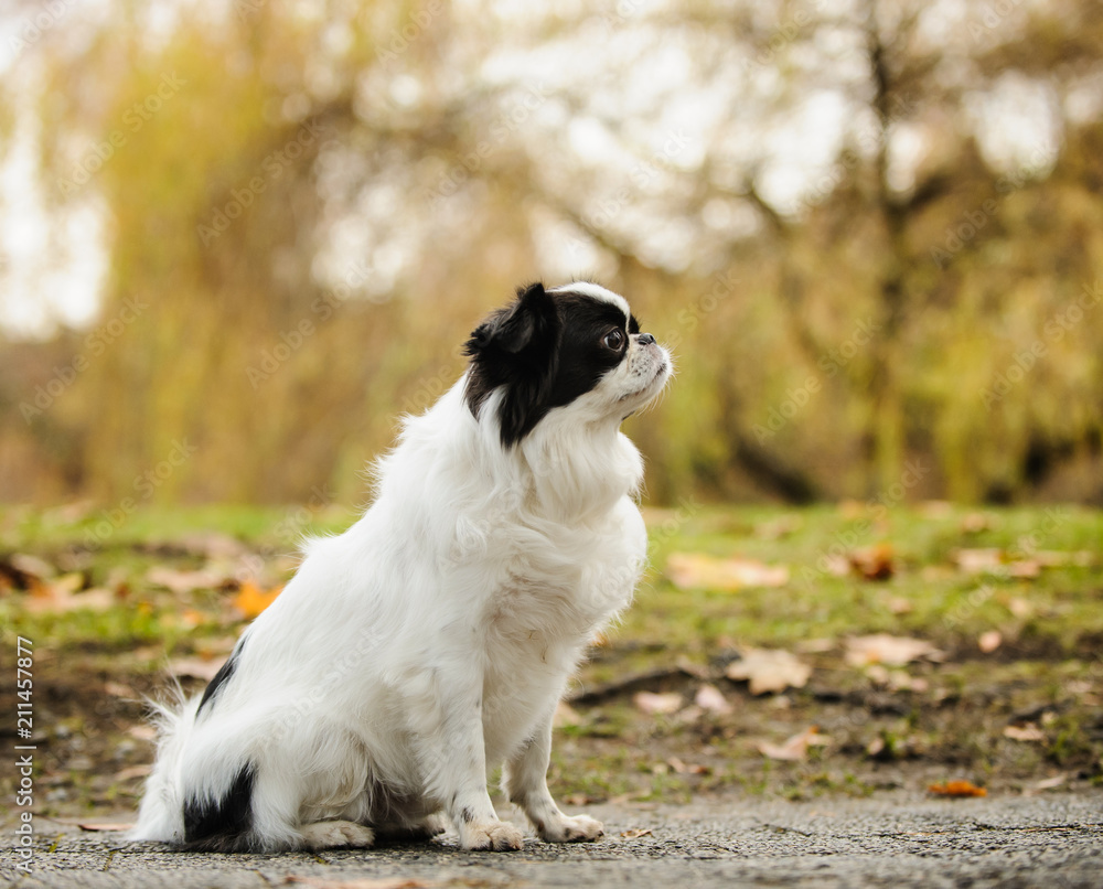 Japanese Chin dog outdoor portrait sitting in natural environment