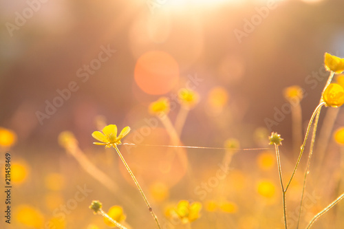 field with field flowers close-up at sunset. Camomiles in the summer garden   © Galyna Chyzh