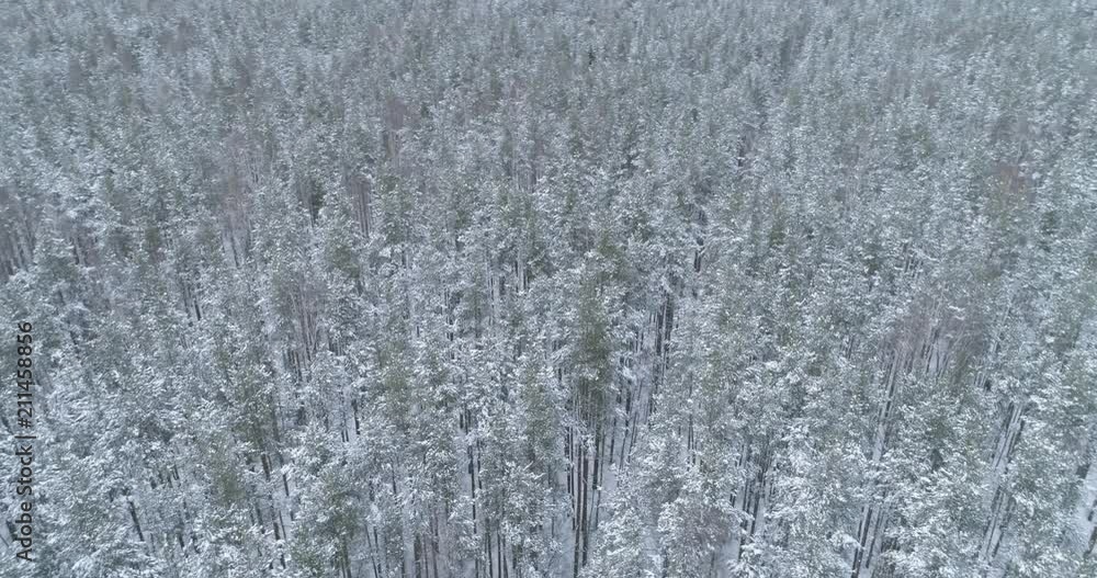 Aerial orbital high angle flight over frozen winter pine forest