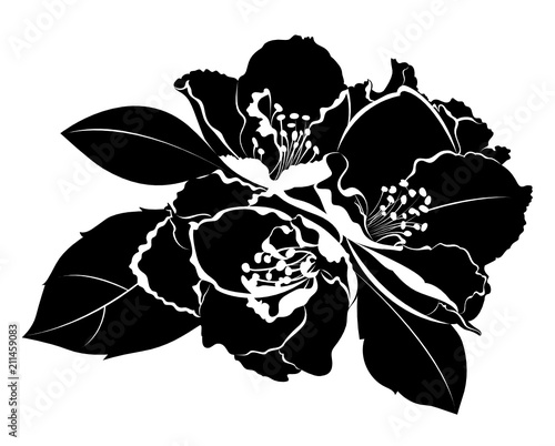 jasmine flowers isolated on white background