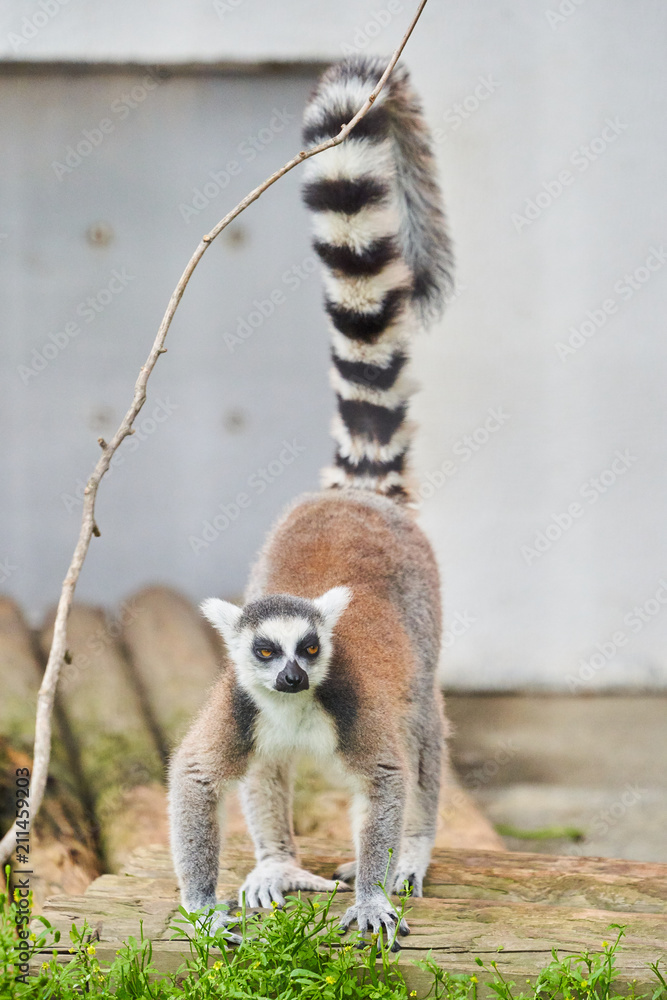 Fototapeta premium 旭山動物園のワオキツネザル