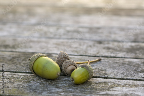 Close-up of a few beautiful green acorns, found in the forest, exposed on the wooden surface of a gardentable, in soft autumn light of the sun photo