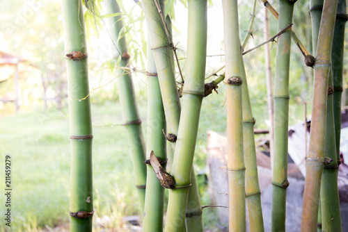 Blurred bamboo forest nature background.