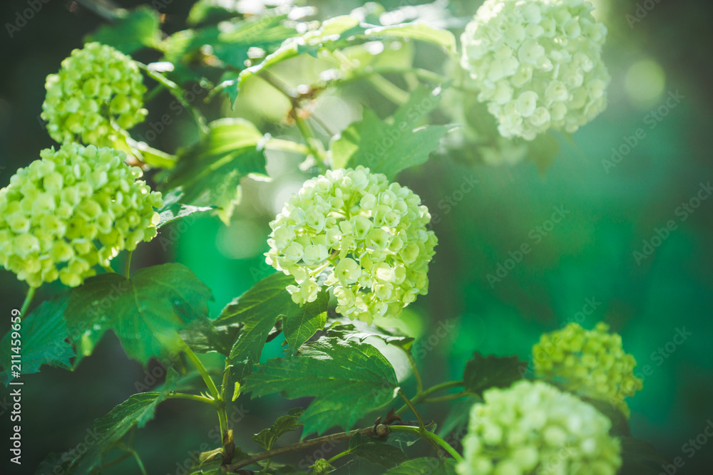 Guelder rose (viburnum opulus) white blossom branches. Selective focus. Guelder rose (viburnum opulus) white blossom branches. Selective focus.