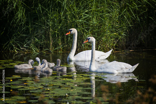 Family of mute swans with young chicks