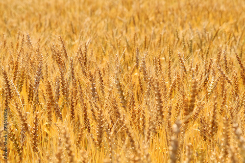 Golden wheat ears on field