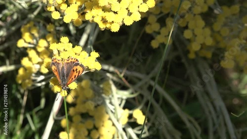 The blackleg tortoiseshell or large tortoiseshell (Nymphalis xanthomelas) , a butterfly of the family Nymphalidae on a curry plant photo