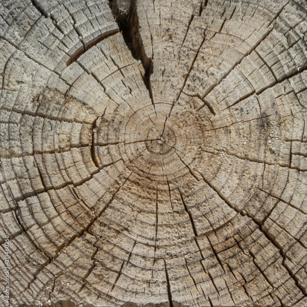 The surface of a transverse cut of a tree. Concentric texture of wood. There are many cracks. Square shape of wooden tiles.