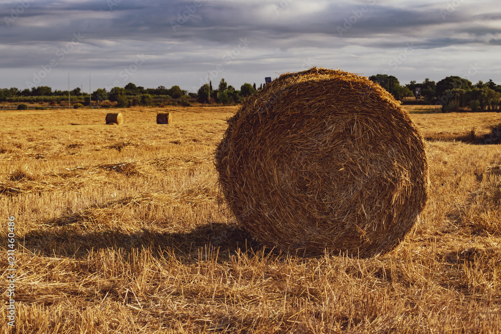 Field of straw bales
