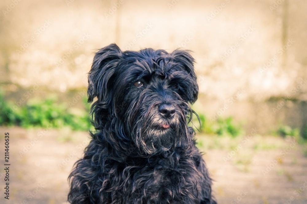 portrait of black schnauzer dog with brick wall background portrait of black schnauzer dog with brick wall background