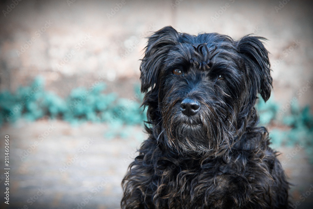 portrait of black schnauzer dog with brick wall background