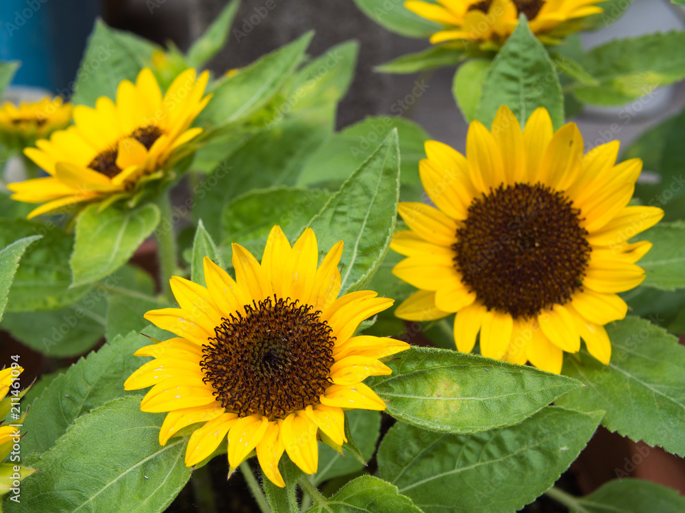 Fototapeta premium ミニヒマワリ