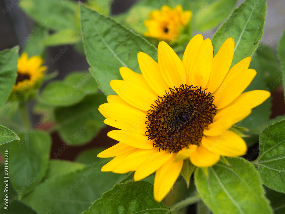 Obraz premium ミニヒマワリ