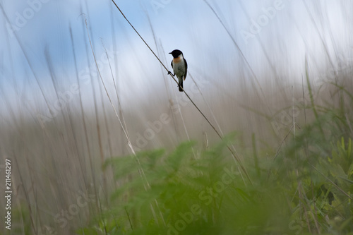 Stonechat in Kirigamine, Nagano Prefecture, Japan. photo