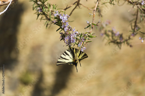 butterfy Papilio machaon spring