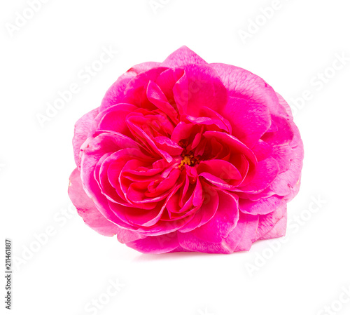 pink rose isolated on white