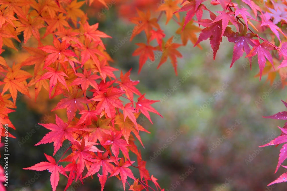 紅葉の赤