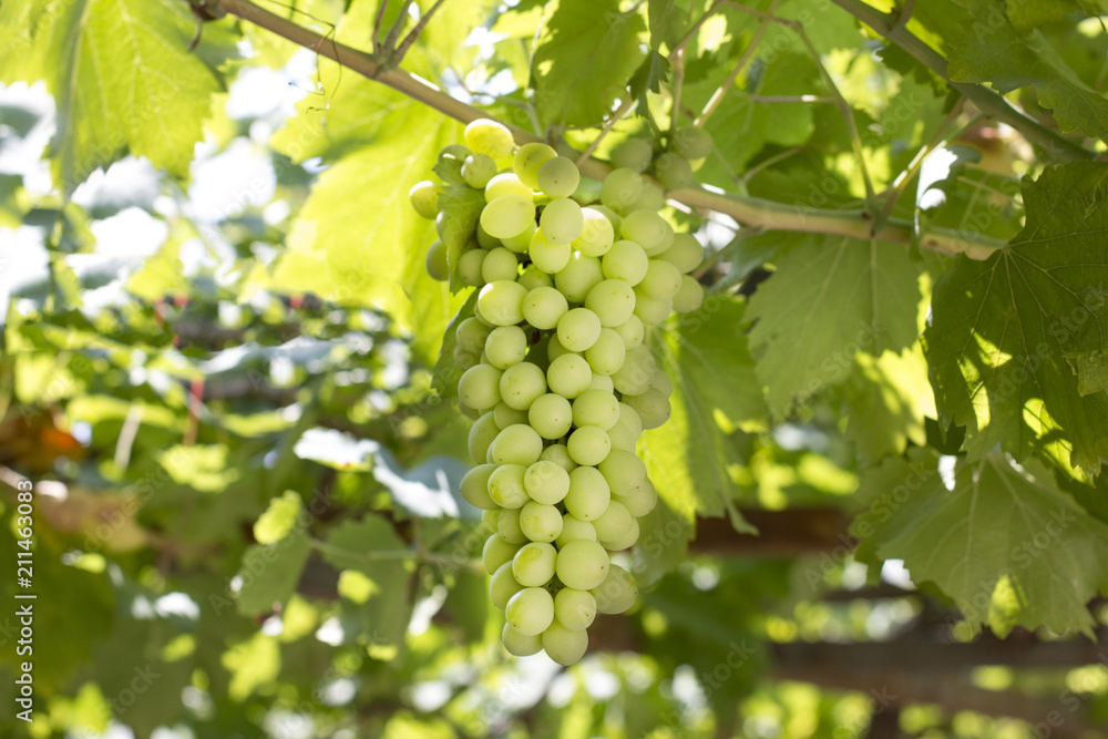 A bunch of green grapes growing on a grapevine