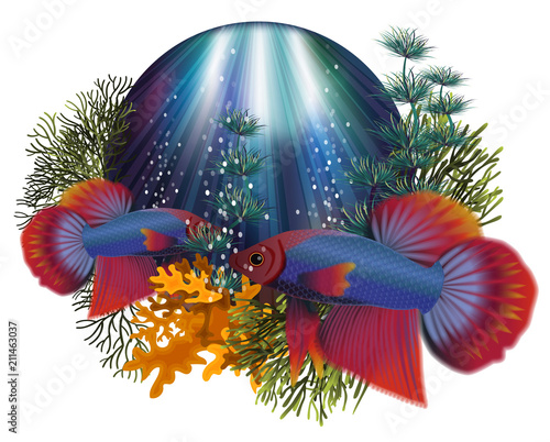 Underwater greeting card with Betta Splendens Thai fighting fish, vector illustration