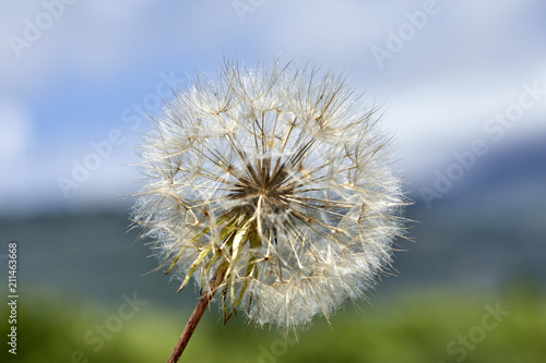Fototapeta Naklejka Na Ścianę i Meble -  dandelion flower closeup
