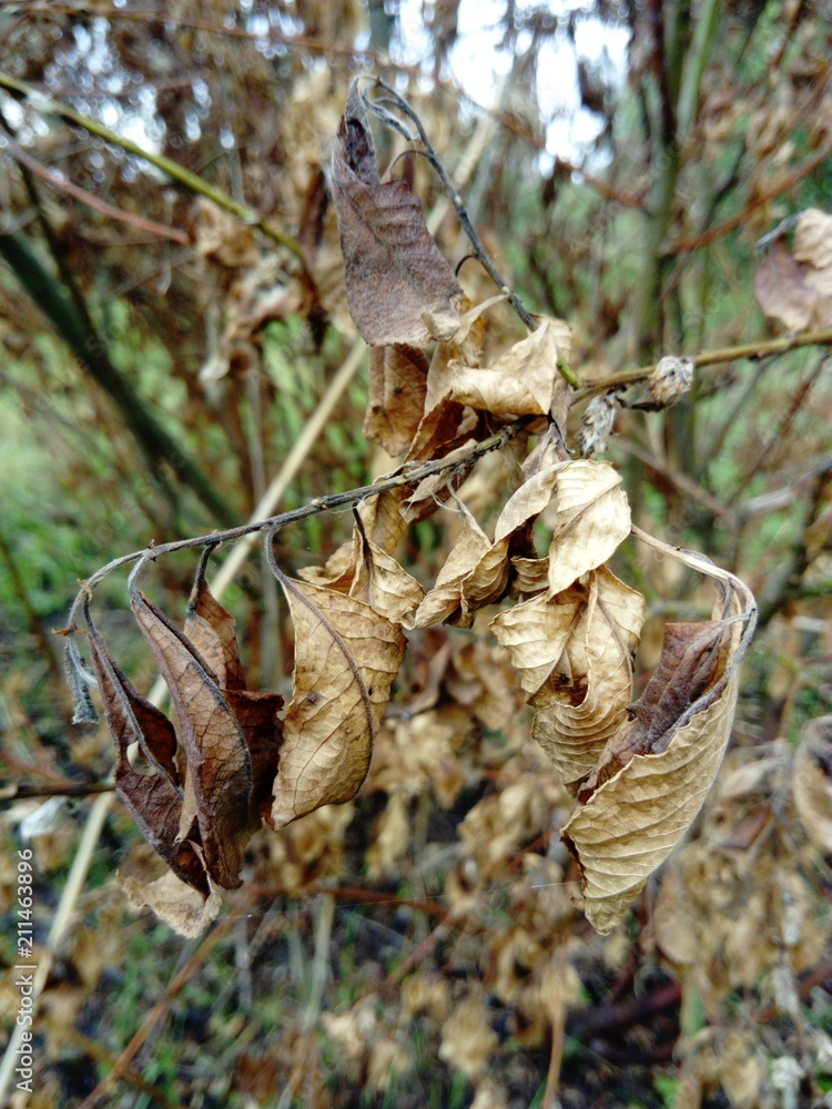 dry leaves dry leaves