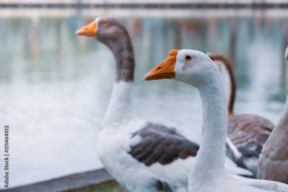 The geese are staring happily along the canal The geese are staring happily along the canal
