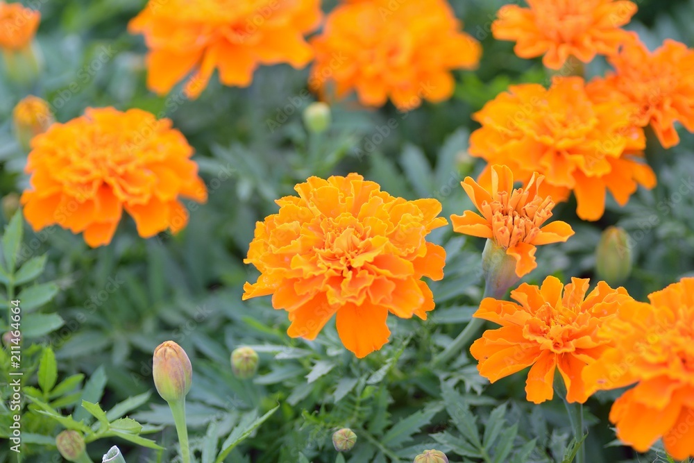 Macro texture of vibrant colored Indian Marigold flowers Macro texture of vibrant colored Indian Marigold flowers