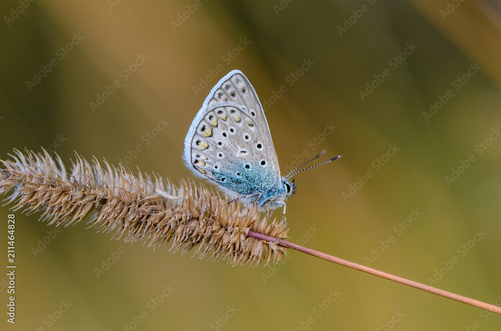 custom made wallpaper toronto digitalButterfly common blue sits on a grass