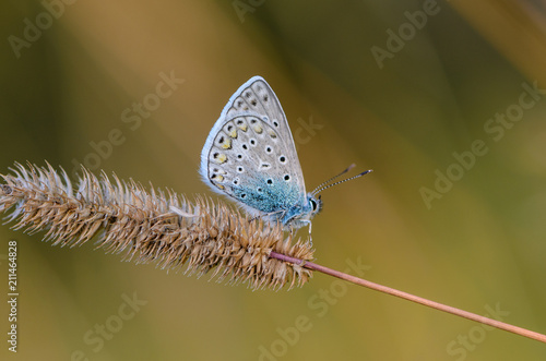 Wallpaper Mural Butterfly common blue sits on a grass Torontodigital.ca