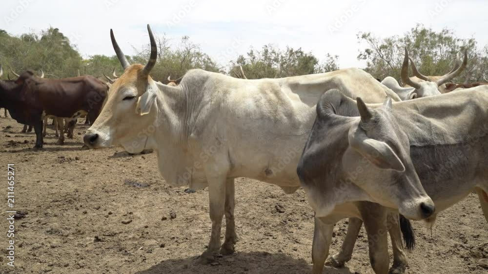 Cows herd - Africa