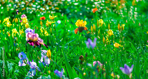 Fototapeta Naklejka Na Ścianę i Meble -  Bright saturated floral background with blooming colorful garden yellow blue purple and lilac iris. Garden flowerbed in the sunlight on a summer sunny day