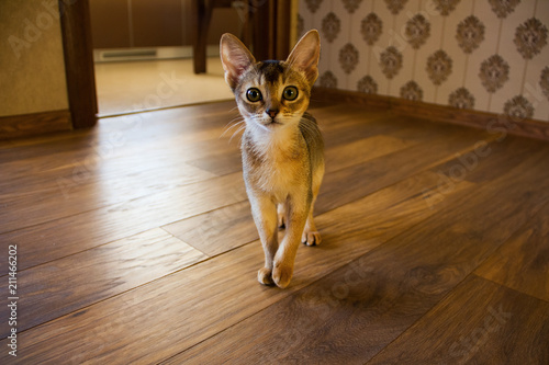 small orange kitten with big eyes and ears on the floor laminate background indoor home