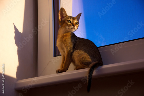 small orange kitten with big eyes and ears on the window on sky background