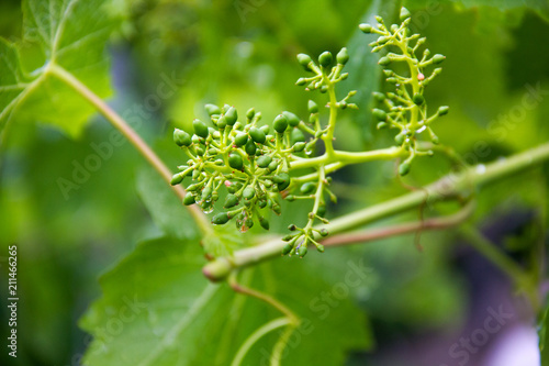 young green branch of grapes