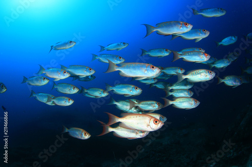 Fish on coral reef. Oriental Sweetlips and Bigeye fish 