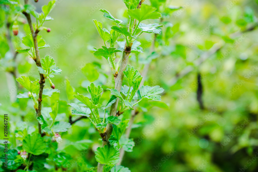 Gooseberry branches in the garden. Selective focus. Gooseberry branches in the garden. Selective focus.