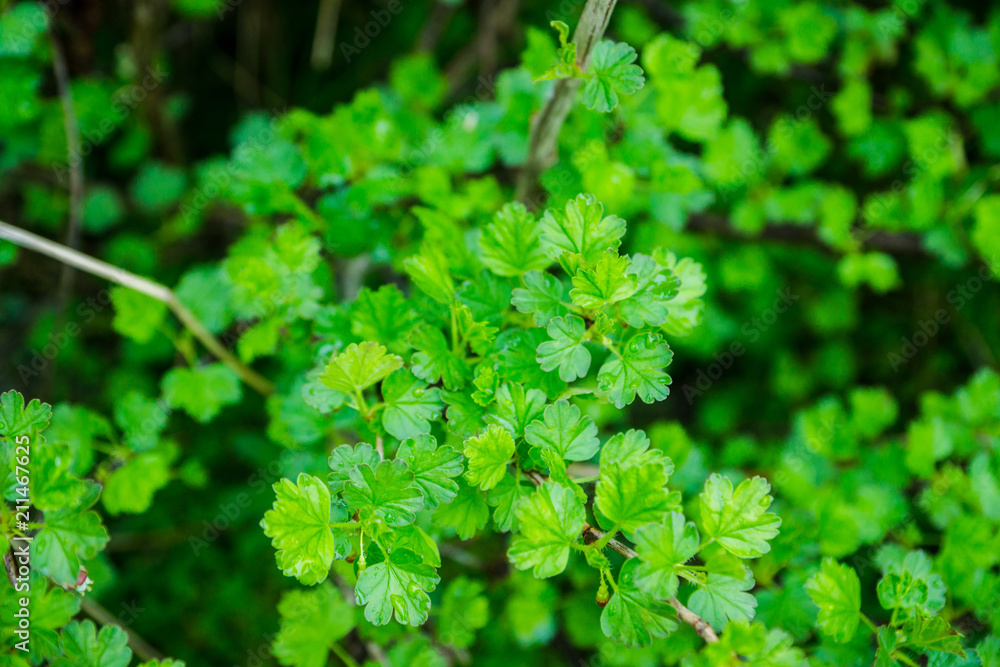 Gooseberry branches in the garden. Selective focus. Gooseberry branches in the garden. Selective focus.