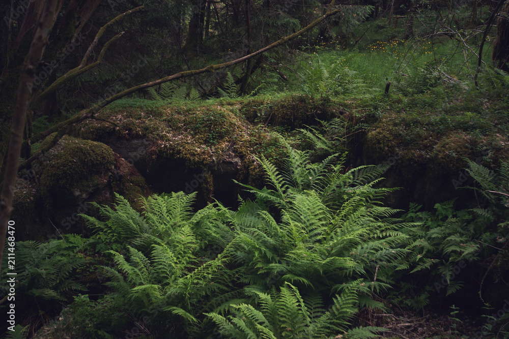 Fern bushes in a forest covered with moss Fern bushes in a forest covered with moss