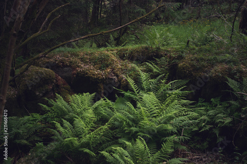 Fern bushes in a forest covered with moss