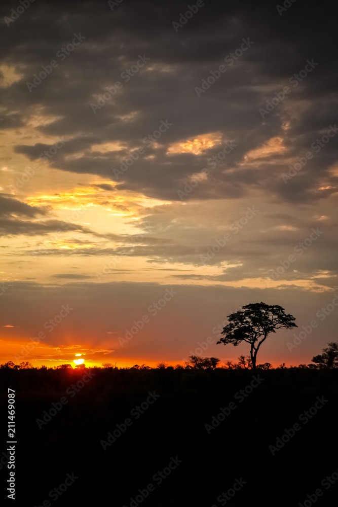 Silhouetted trees at sunset in South African bush Silhouetted trees at sunset in South African bush