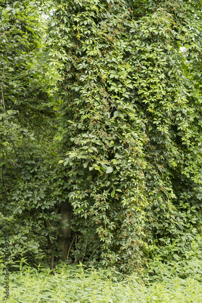 Parthenocissus - the falling plant on the tree.