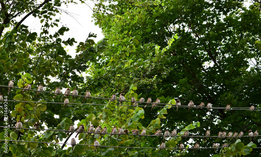 Fototapeta premium Sparrow on wires in the morning. Nature background.