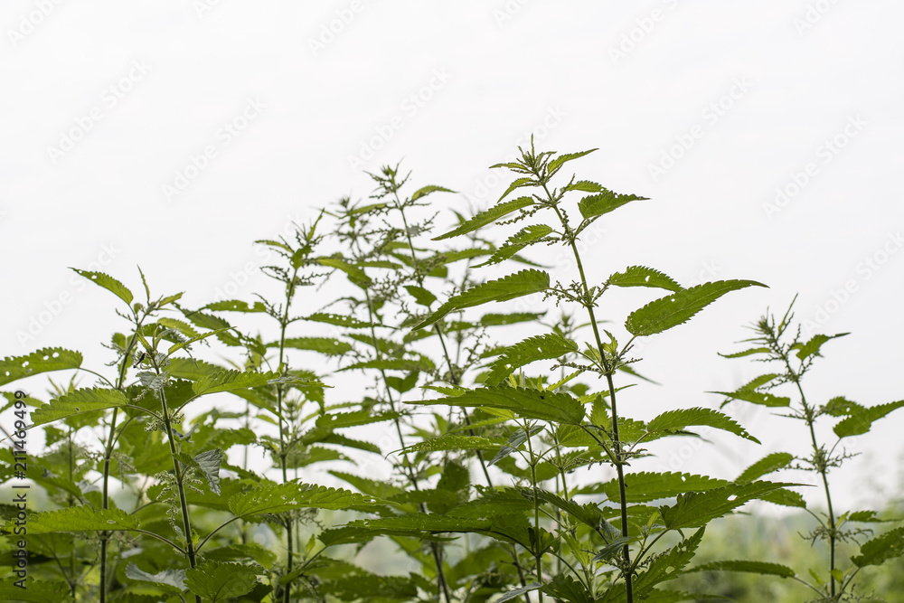 Flowers on nettle in nature. Flowers on nettle in nature.