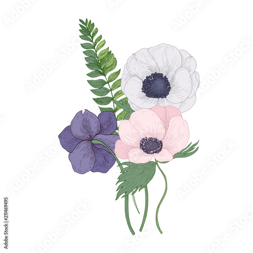 Beautiful Anemone blossoming flowers and leaves isolated on white background. Detailed drawing of gorgeous trendy flowering plant used in floristry. Floral vector illustration in vintage style.