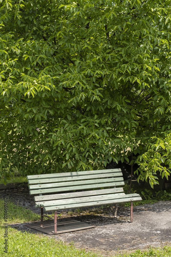 An old concrete bench in front of a nut. An old concrete bench in front of a nut.