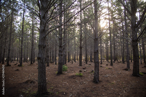 forest sun light trees