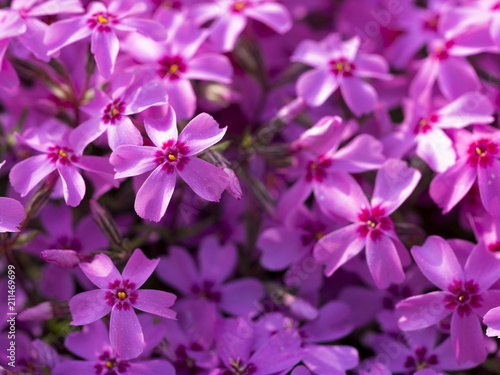 Nahaufnahme von pinken Blumen im Frühling © BGphotoaesthetics