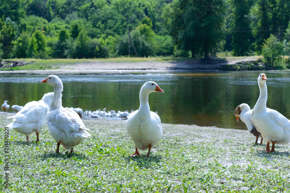 Beautiful white geese on a nature background. A flock of birds rest on the river bank. Domestic waterfowl. Beautiful white geese on a nature background. A flock of birds rest on the river bank. Domestic waterfowl.